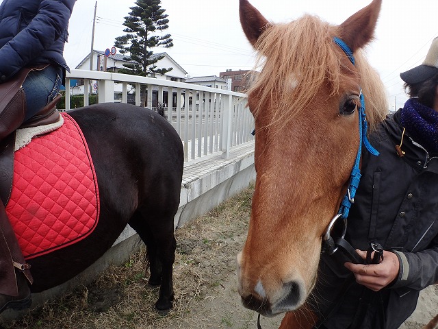 日本初　馬と一緒に行うプログラムEAGALA（イーガラ）開催します。　