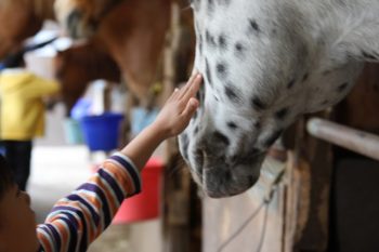 馬学び1泊2日の特別プログラム