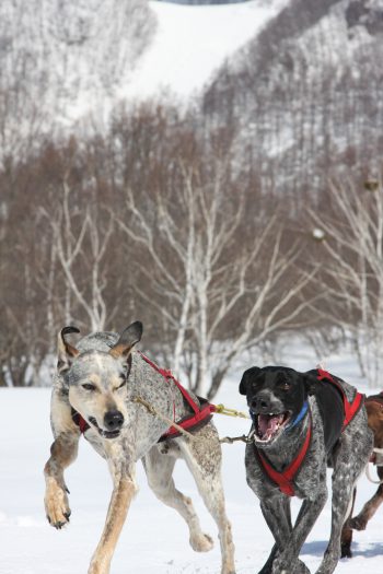 ウインターアドベンチャーのお知らせ　 ナイトスノーシュー＆犬ぞり