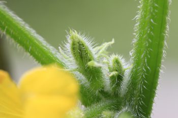 植物を植える事。そして食べるものを確保する事。