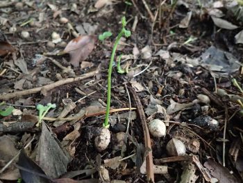 イチョウの新芽！